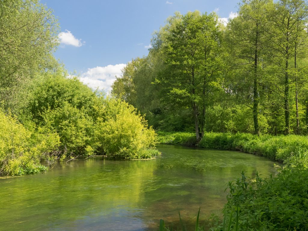 Avon Chalk pit