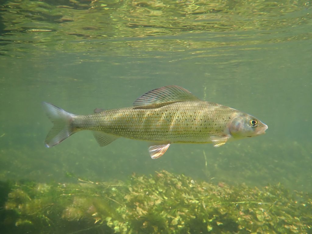 Grayling